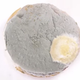 Illustration for article titled Watch fast-food hamburgers get moldy, just because